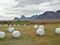 Ernte in den Ostfjorden &ndash; &copy; Ingrid Langer (Eberhardt TRAVEL)