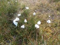 Wollgras in Island &ndash; &copy; Ingrid Langer (Eberhardt TRAVEL)