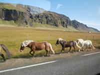 Islands Pferde an der Strasse &ndash; &copy; Ingrid Langer (Eberhardt TRAVEL)