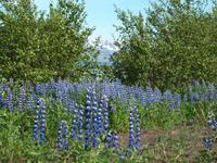 Alaskalupinen &ndash; &copy; Juliane Voigt (Eberhardt TRAVEL)