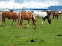 Islandpferde &ndash; &copy; Juliane Voigt (Eberhardt TRAVEL)