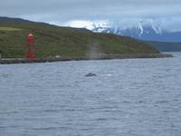 389 Island -  Akureyri - Walsafari &ndash; &copy; Annette Weise (Eberhardt TRAVEL)
