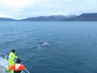 398 Island -  Akureyri - Walsafari &ndash; &copy; Annette Weise (Eberhardt TRAVEL)