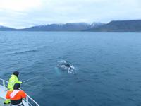 399 Island -  Akureyri - Walsafari &ndash; &copy; Annette Weise (Eberhardt TRAVEL)