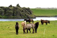 Islandpferde &ndash; &copy; Denise Hartmann (Eberhardt TRAVEL)