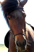 Islandpferd &ndash; &copy; Denise Hartmann (Eberhardt TRAVEL)
