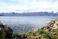 Húsavík &ndash; &copy; Denise Hartmann (Eberhardt TRAVEL)