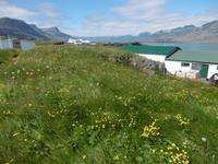 Djupivogur &ndash; &copy; Rebekka Böhme (Eberhardt TRAVEL)