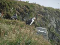 Dyrholaey &ndash; &copy; Rebekka Böhme (Eberhardt TRAVEL)