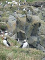 Dyrholaey &ndash; &copy; Rebekka Böhme (Eberhardt TRAVEL)
