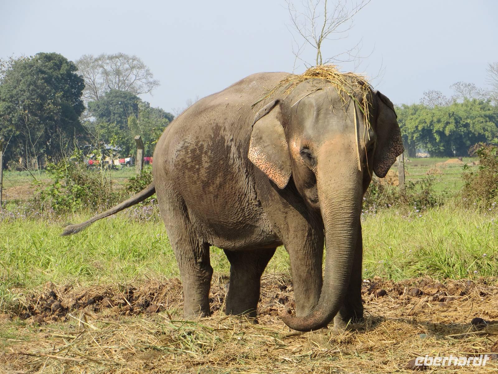 Chitwan Nationalpark &ndash; &copy; Jürgen Schmeißer (Eberhardt TRAVEL)
