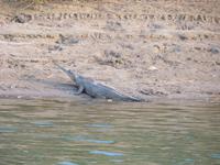 Chitwan Nationalpark &ndash; &copy; Jürgen Schmeißer (Eberhardt TRAVEL)