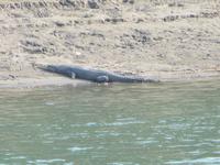 im Chitwan NP