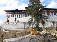 Paro Dzong &ndash; &copy; Jürgen Schmeißer (Eberhardt TRAVEL)
