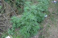 Marihuana &ndash; &copy; Vicky Kern (Eberhardt TRAVEL)