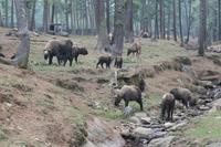 Takin - das Nationaltier Bhutans &ndash; &copy; Vicky Kern (Eberhardt TRAVEL)
