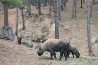 Takin - das Nationaltier Bhutans &ndash; &copy; Vicky Kern (Eberhardt TRAVEL)
