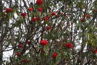 Rhododendren &ndash; &copy; Vicky Kern (Eberhardt TRAVEL)