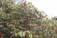 Rhododendren &ndash; &copy; Vicky Kern (Eberhardt TRAVEL)