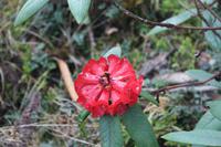 Rhododendren &ndash; &copy; Vicky Kern (Eberhardt TRAVEL)