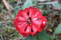 Rhododendren &ndash; &copy; Vicky Kern (Eberhardt TRAVEL)