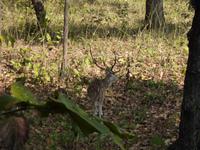 Dia im Chitwan NP &ndash; &copy; Cornelia Ritter (Eberhardt TRAVEL)