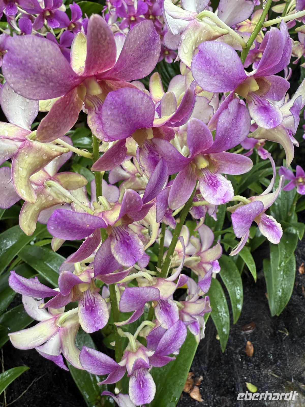 Orchideengarten Singapur &ndash; &copy; Leon Prinz (Eberhardt TRAVEL)