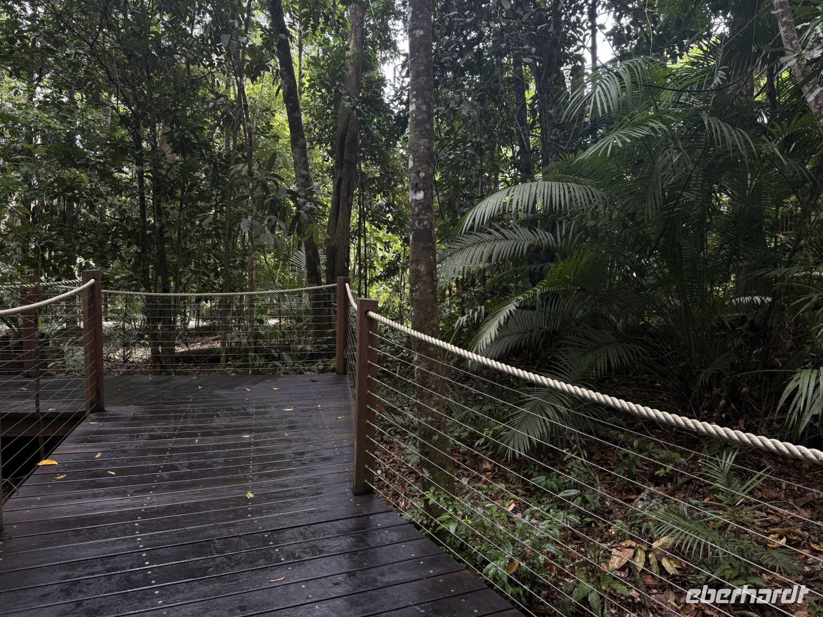 Regenwald Kuranda &ndash; &copy; Leon Prinz (Eberhardt TRAVEL)