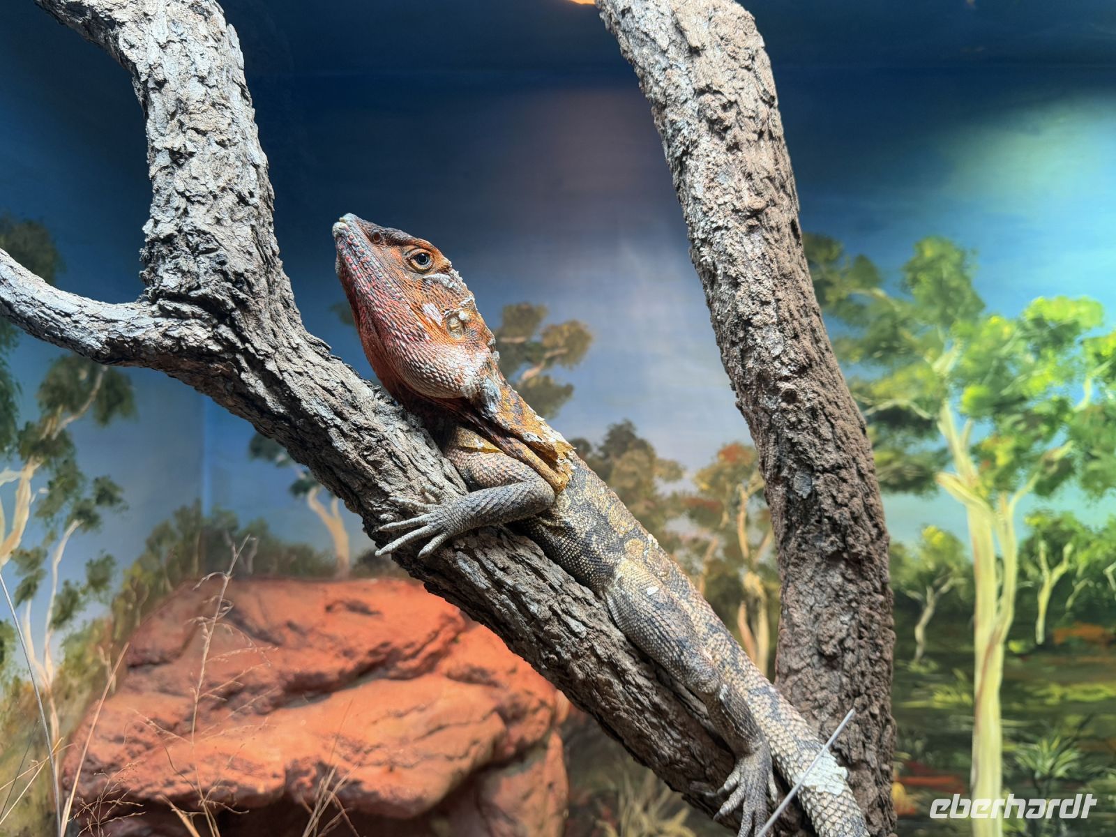 Featherdale Wildlife Park &ndash; &copy; Leon Prinz (Eberhardt TRAVEL)