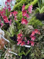 Orchideengarten Singapur &ndash; &copy; Leon Prinz (Eberhardt TRAVEL)