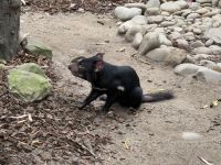 Tansanischer Teufel im Featherdale Wildlife Park &ndash; &copy; Leon Prinz (Eberhardt TRAVEL)