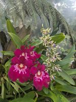 25. Orchideengarten Singapur &ndash; &copy; Teresa Rumpel (Eberhardt TRAVEL)