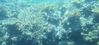 Eindrücke vom great Barrier reef (1) &ndash; &copy; Marcus Hasselhorst (Eberhardt TRAVEL)