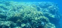 Eindrücke vom great Barrier reef (3) &ndash; &copy; Marcus Hasselhorst (Eberhardt TRAVEL)