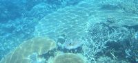 Eindrücke vom great Barrier reef (4)