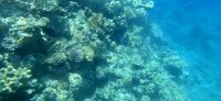 Eindrücke vom great Barrier reef (15) &ndash; &copy; Marcus Hasselhorst (Eberhardt TRAVEL)
