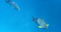 Eindrücke vom great Barrier reef (18)