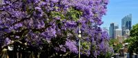 Sydney Impressionen (13) &ndash; &copy; Marcus Hasselhorst (Eberhardt TRAVEL)