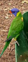 Tierwelt Australiens (2) &ndash; &copy; Marcus Hasselhorst (Eberhardt TRAVEL)
