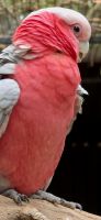 Tierwelt Australiens (3) &ndash; &copy; Marcus Hasselhorst (Eberhardt TRAVEL)