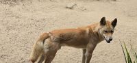 Tierwelt Australiens (6) &ndash; &copy; Marcus Hasselhorst (Eberhardt TRAVEL)