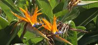 Botanischer Garten (1) &ndash; &copy; Marcus Hasselhorst (Eberhardt TRAVEL)