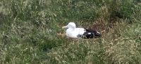 Royal Albatross Center (6) &ndash; &copy; Marcus Hasselhorst (Eberhardt TRAVEL)