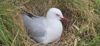 Royal Albatross Center (1) &ndash; &copy; Marcus Hasselhorst (Eberhardt TRAVEL)
