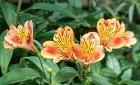 Inkalilien im Flower Dome &ndash; &copy; Simone Willner (Eberhardt TRAVEL)