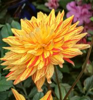 Dahlie, Flower Dome &ndash; &copy; Simone Willner (Eberhardt TRAVEL)