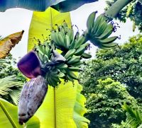 Musa Ensete, Speisebanane, Orchideengarten Singapur &ndash; &copy; Simone Willner (Eberhardt TRAVEL)