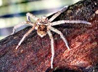 Keine Angst, die Jagdspinne in Australien ist nicht giftig  &ndash; &copy; Simone Willner (Eberhardt TRAVEL)
