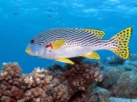 Gelbgestreifte Süßlippe (Plectorhinchus Lineatus) Great Barrier Reef &ndash; &copy; Simone Willner (Eberhardt TRAVEL)