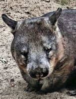 Ein müdes Wombat &ndash; &copy; Simone Willner (Eberhardt TRAVEL)